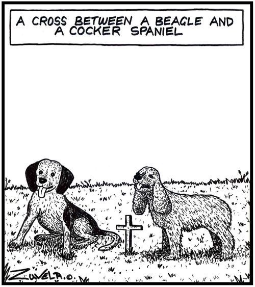 A cross between a Beagle and a Cocker Spaniel (a little cross between two dogs)