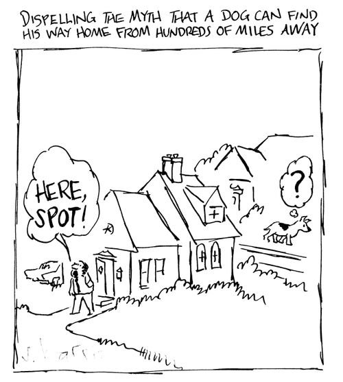 Dispelling the myth that a dog can find his way home from hundreds of miles away.