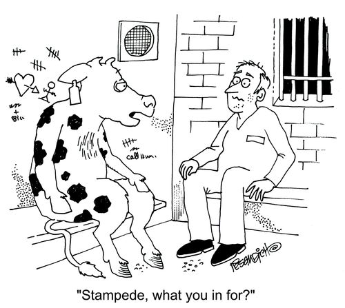 'Stampede, what you in for?'