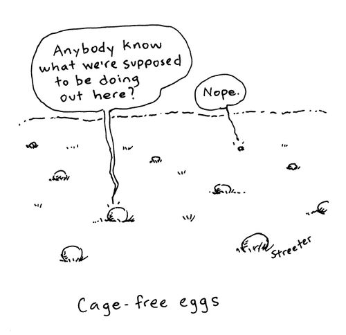 Cage-free eggs.