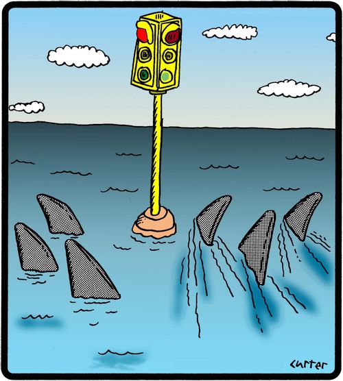 Shark stoplights.