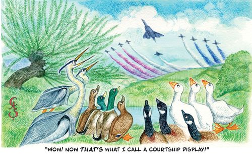 'Wow! Now that's what I call a courtship display!' 