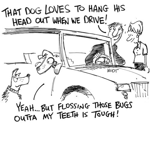 'That dog loves to hang his head out when we drive!' 'Yeah...but flossing those bugs outta my teeth is tough!'