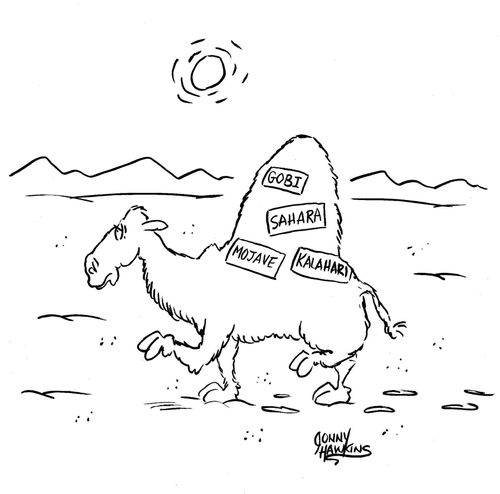 Camel with travel stickers from various deserts.