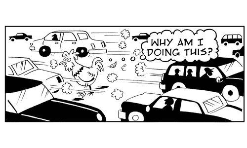 'Why am I doing this?' thinks chicken crossing the road.