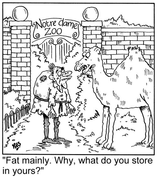 'Fat mainly. Why, what do you store in yours?'