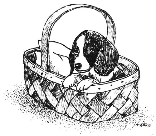 Puppy.