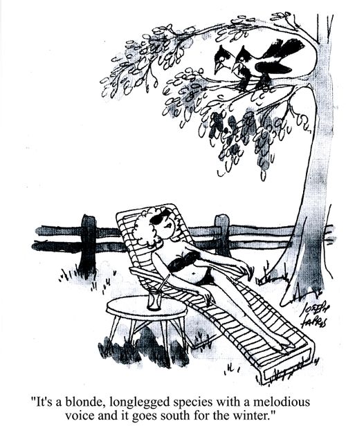'It's a blonde, longlegged species with a melodious voice and it goes south for the winter.'