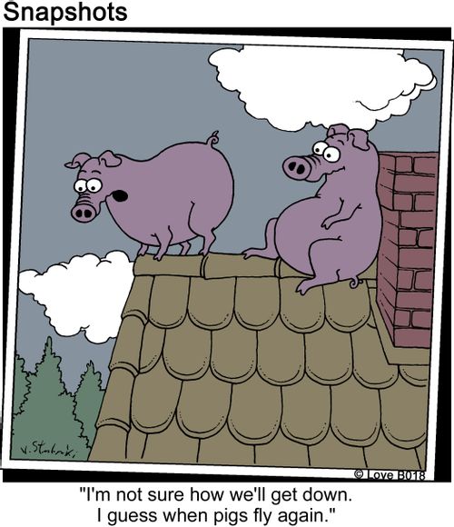 'I'm not sure how we'll get down. I guess when pigs fly again.'