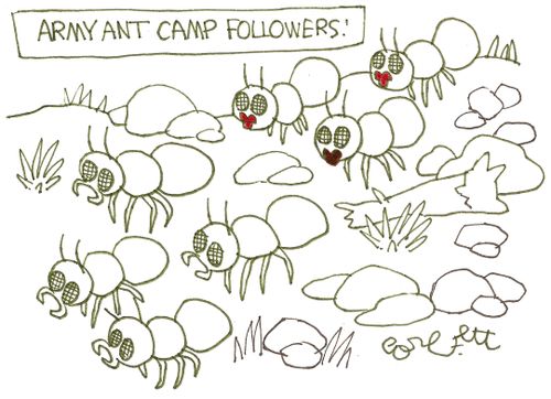 Army ant camp followers!