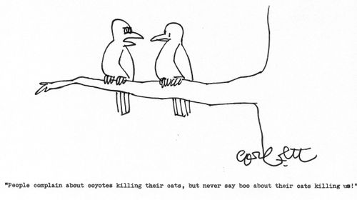 wildlfe protection, birds from cats