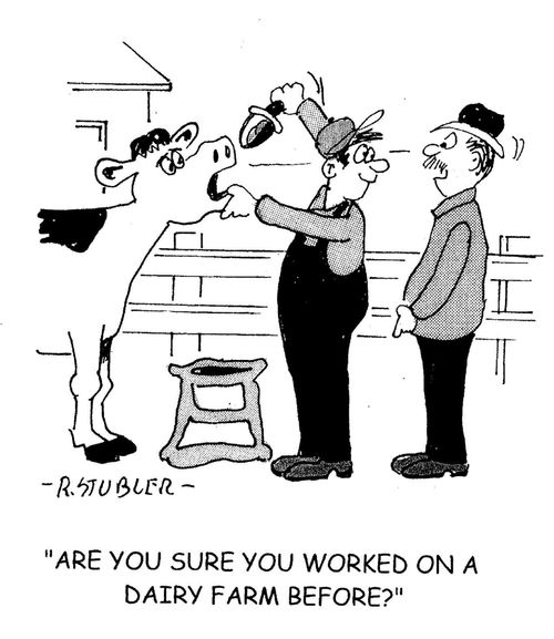 'Are you sure you worked on a Dairy Farm before?'