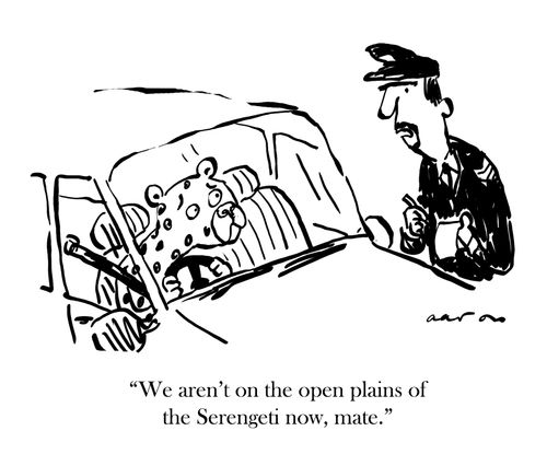 'We aren't on the open plains of the Serengeti now, mate.'