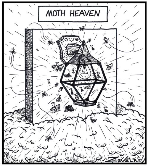 Moth Heaven