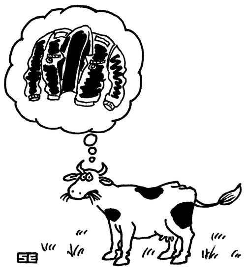 Cow has nightmare about leather jacket