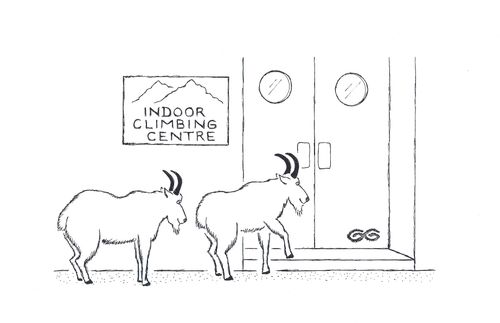 MOUNTAIN GOATS VISITING AN INDOOR CLIMBING CENTRE