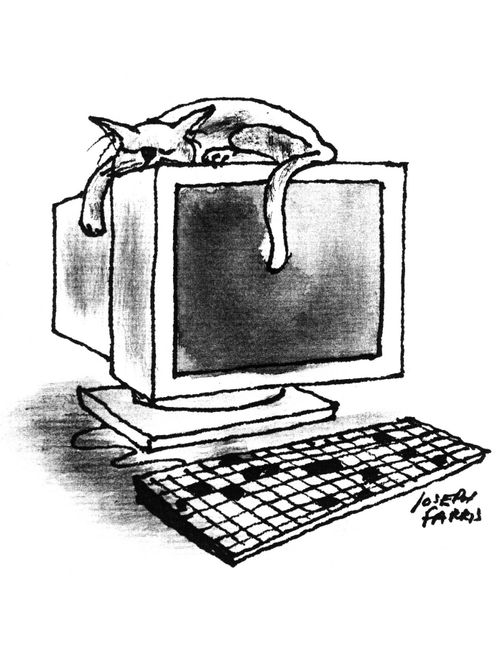 Cat Asleep on a Computer.