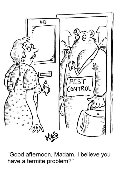 'Good afternoon, Madam. I believe you have a termite problem?'