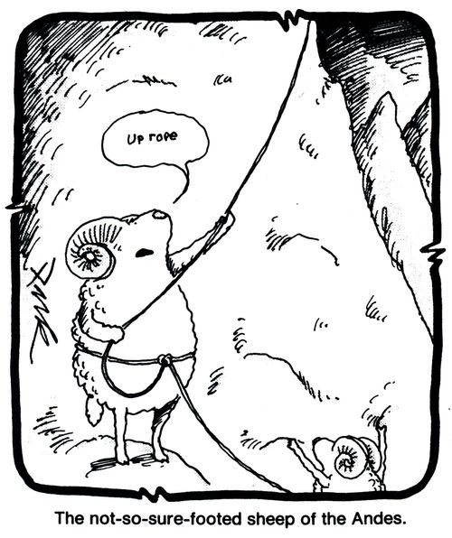 The not-so-sure-footed sheep of the Andes.