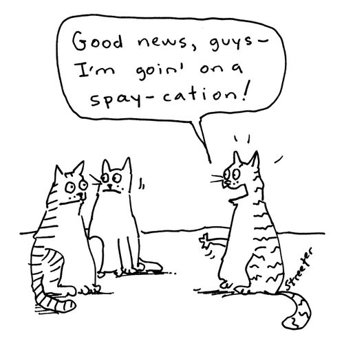 I'm goin' on a spay-cation!