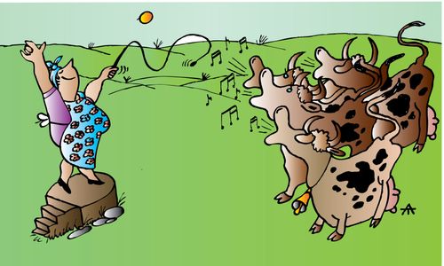 Musical Cows