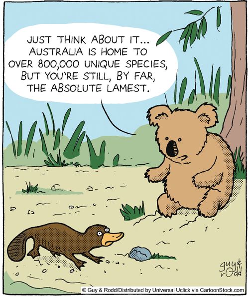 'Just think about it. . . Australia is home to over 800,000 unique species, but you're still, by far, the absolute lamest.'