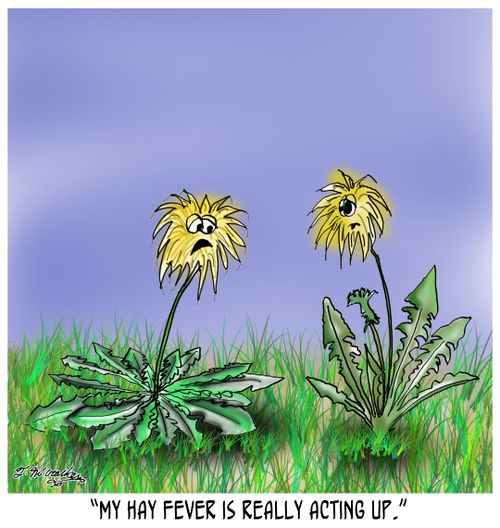 'My hay fever is really acting up.' 