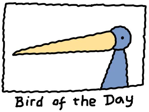 Bird of the Day.