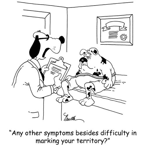'Any other symptoms besides difficulty in marking your territory'