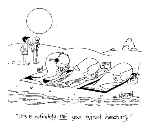 'This is definitely not your typical beaching.'