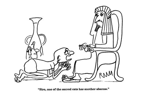 'Sire, one of the sacred cats has another abscess.'