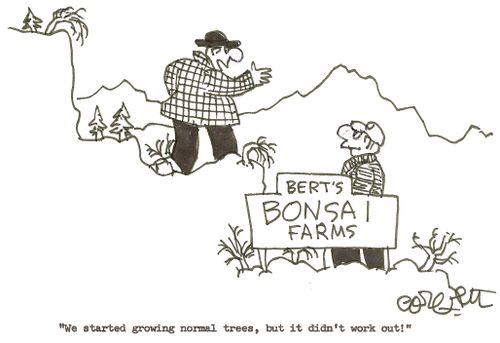 Bonsai farms: 'We started growing normal trees, but it didn't work out!'