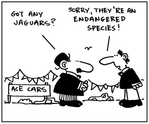 'Got any Jaguars?' - 'Sorry, they're an endangered species.'