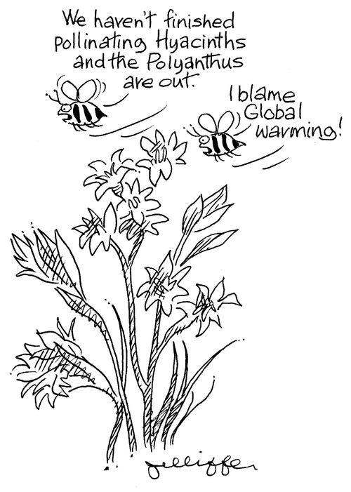 'We haven't finished pollinating Hyacinths and the Polyanthus are out.'