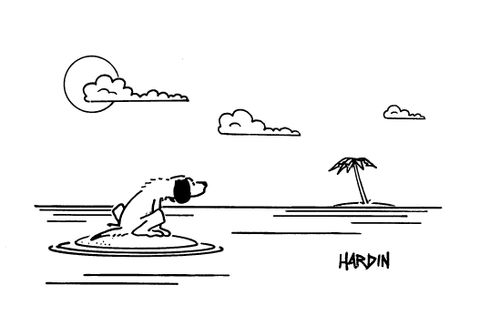 Dog stranded on an island looks mournfully at an island with a tree on.