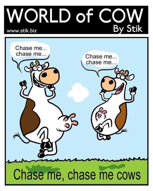 Chase me, chase me cows.