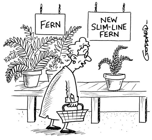 Fern - New slim-line fern.