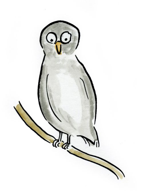 Owl