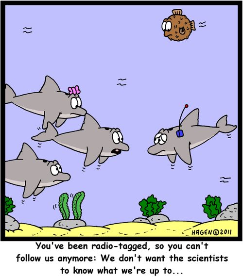 'You've been radio-tagged, so you can't follow us anymore: We don't want the scientists to know what we're up to...'
