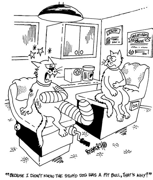 "Because I did'nt know the stupid dog was a pit bull, that's why!"