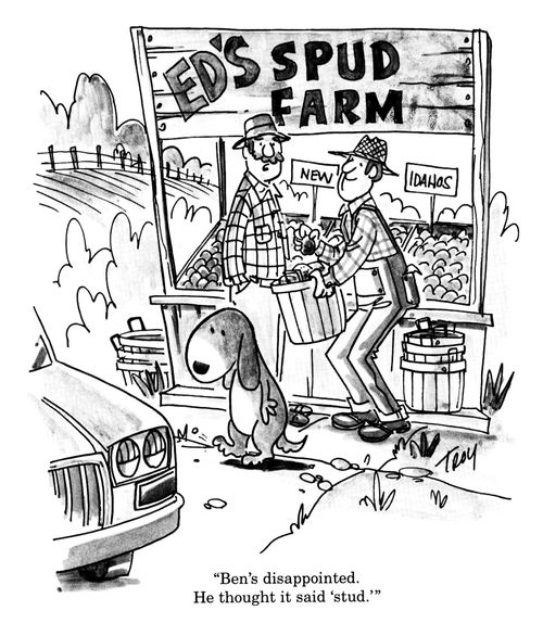 'Ben's disappointed.  He thought it said 'stud'.' (Ed's Spud Farm).