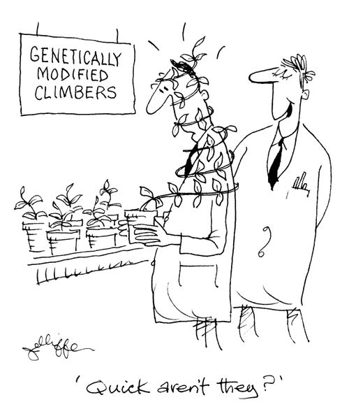 Genetically modified climbers: 'Quick, aren't they?'