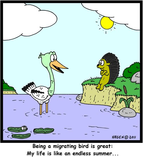 'Being a migrating bird is great: My life is like an endless summer...'