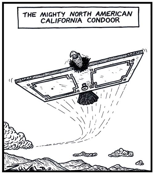 The mighty North American California Condoor.