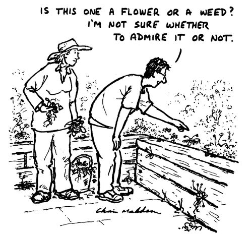 "Is this one a flower or a weed?I'm not sure whether to admire it or not."