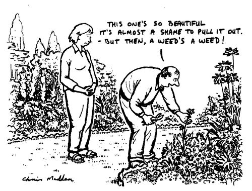 "This one's so beautiful it's almost a shame to pull it out.-but then, a weed's a weed!"