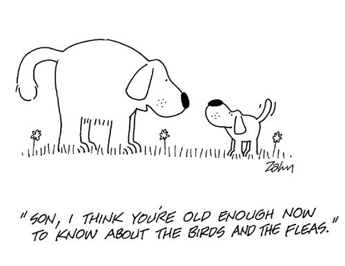 'Son, I think you're old enough now to know about the birds and the fleas.'