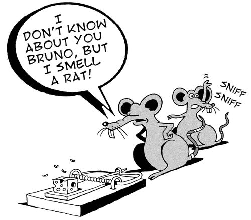 One rat to another as they examine a mouse trap: 'I don't know about you Bruno, but I smell a rat!'