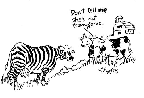 'Don't tell me she's not transgenic,'