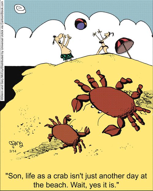 'Son, life as a crab isn't just another day at the beach. Wait, yes it is.'